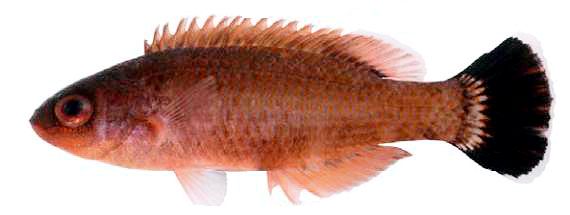 Symphodus melanocercus_nuevo_01